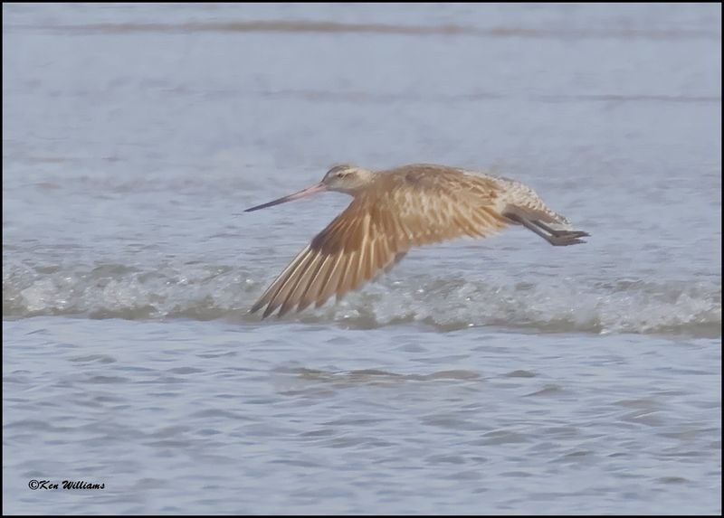 Bar-tailed Godwit, Portland, TX, 1-16-2024_9931Dz.jpg