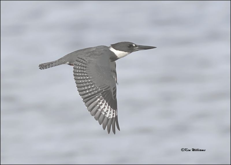 Belted Kingfisher, S. Padre Island, TX, 1-13-2024_2712Dz.jpg