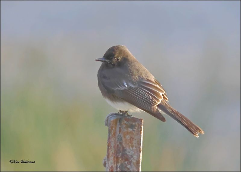 Black Phoebe, Estero Llano Grande SP, TX, 1-9-2024_8473Dz.jpg
