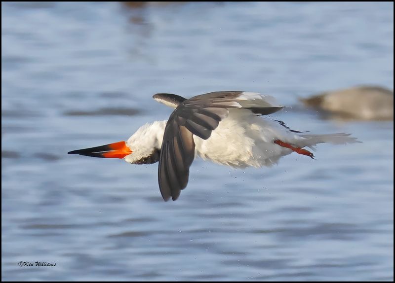Black Skimmers