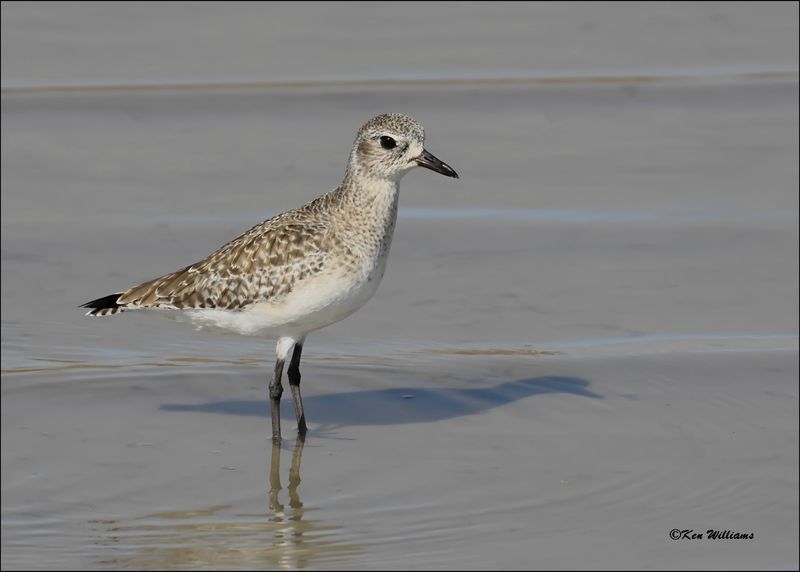 Black-bellied Plover, Port Lavaca, TX, 1-17-2024_1212Dz.jpg