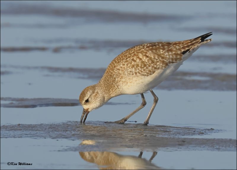 Black-bellied Plover, S. Padre Island, TX, 1-14-2024_7938Dz.jpg