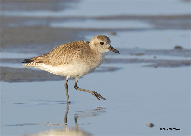 Black-bellied Plover, S. Padre Island, TX, 1-14-2024_7957Dz.jpg