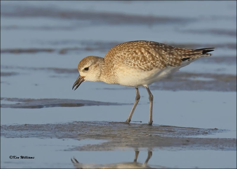 Black-bellied Plover, S. Padre Island, TX, 1-14-2024_7940Dz.jpg