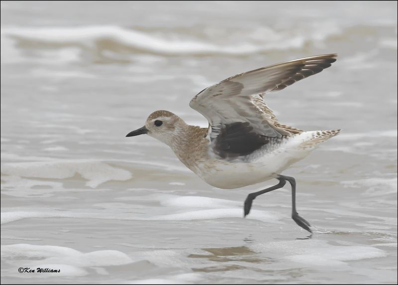 Black-bellied Plover, Surf Side, TX, 1-17-2024_1529Dz.jpg