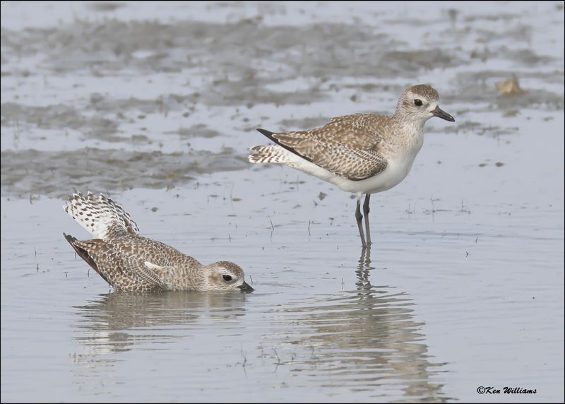 Black-bellied Plovers courting display, S. Padre Island, TX, 1-13-2024_3652Dz.jpg