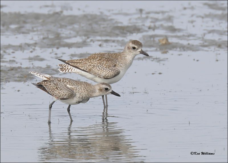 Black-bellied Plovers courting display, S. Padre Island, TX, 1-13-2024_3658Dz.jpg