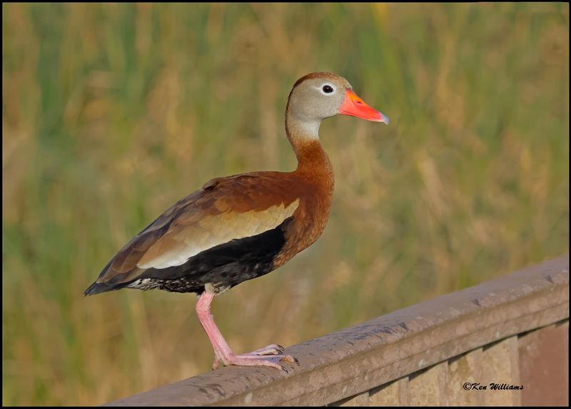 Black-bellied Whistling-Duck, S. Padre Island, TX, 1-13-2024_6241Dz.jpg