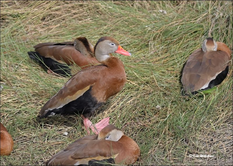 Black-bellied Whistling-Ducks, S. Padre Island, TX, 1-13-2024_4375Dz.jpg