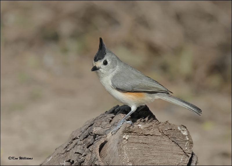 Black-crested Titmouse, Resaca de la Palma SP, TX, Brownsville, 1-11-2024_0517Dz.jpg