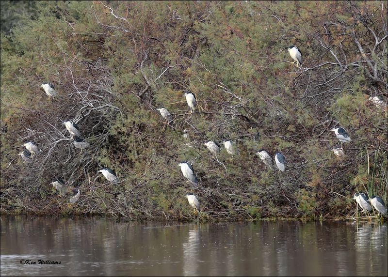 Black-crowned Night Heron, Goose Island, TX, 1-17-2024_0581Dz.jpg