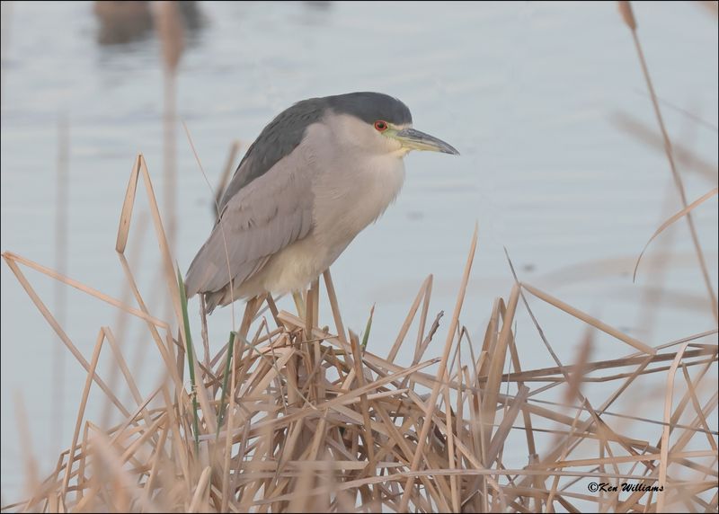 Black-crowned Night Heron, Port Aransas,TX, 1-17-2024_0203Dz.jpg