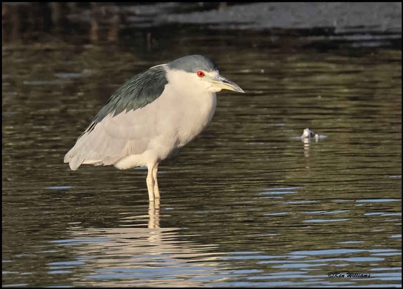 Black-crowned Night-Heron, S. Padre Island, TX, 1-13-2024_6396Dz.jpg