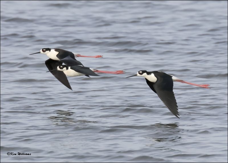 Black-necked Stilt, S. Padre Island, TX, 1-13-2024_2988Dz.jpg