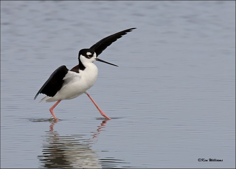 Black-necked Stilt, S. Padre Island, TX, 1-13-2024_3684Dz.jpg
