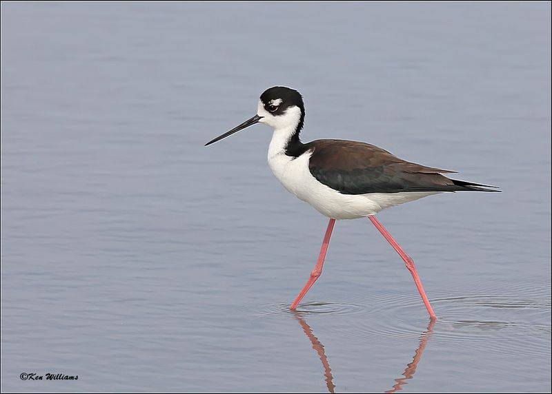 Black-necked Stilt, S. Padre Island, TX, 1-13-2024_3722Dz.jpg