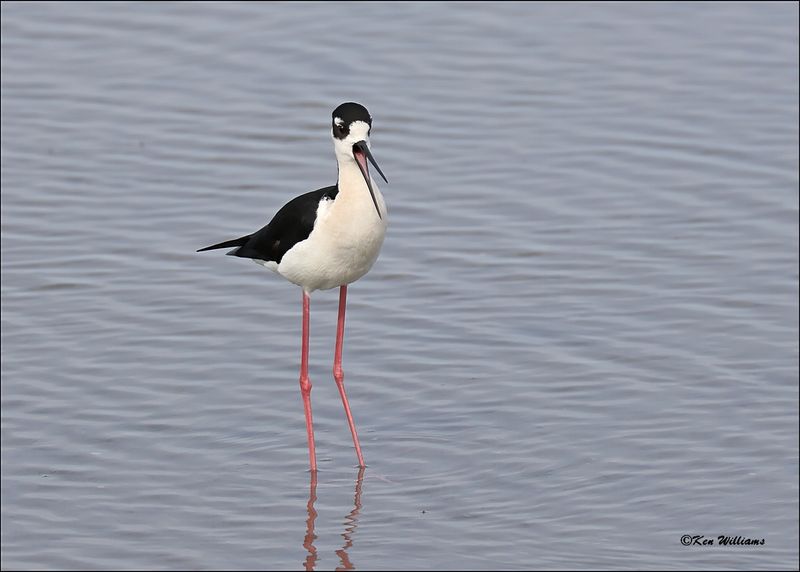 Black-necked Stilt, S. Padre Island, TX, 1-13-2024_3735Dz.jpg
