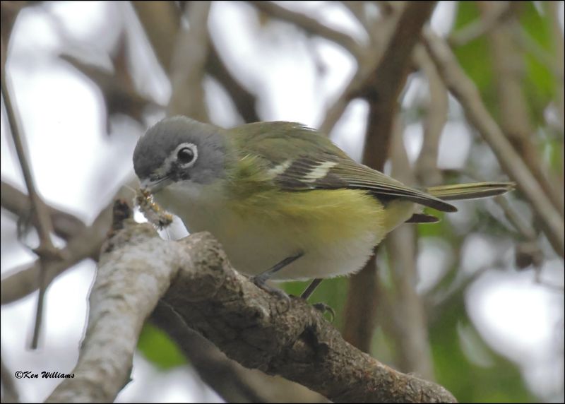 Blue-headed Vireo, Resaca de la Palma SP, TX, 1-15-2024_8359Dz.jpg