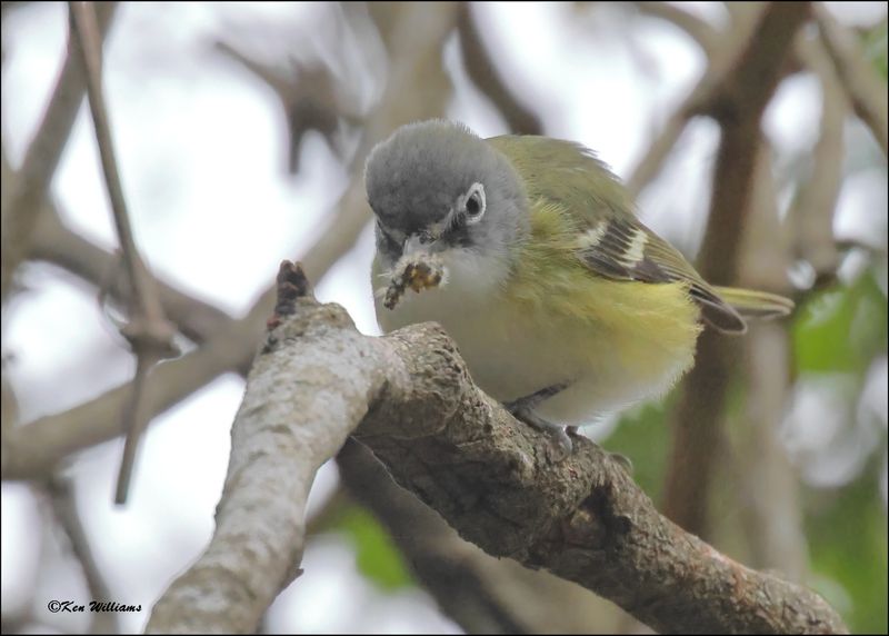 Blue-headed Vireo, Resaca de la Palma SP, TX, 1-15-2024_8379Dz.jpg