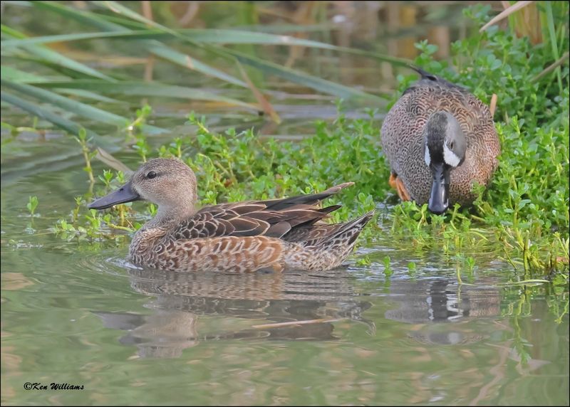 Blue-winged Teal, S. Padre Island, TX, 1-13-2024_4030Dz.jpg