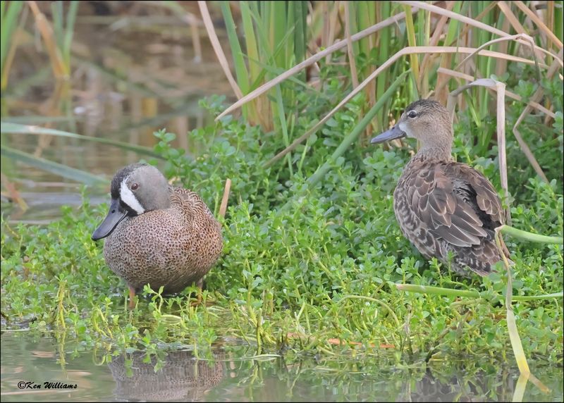 Blue-winged Teal, S. Padre Island, TX, 1-13-2024_4036Dz.jpg