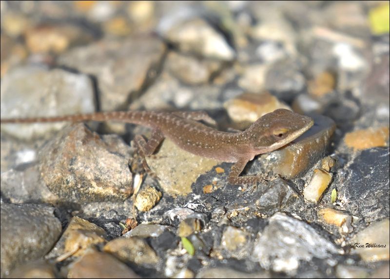 Brown Anole, Resaca de la Palma SP, TX, 1-12-2024_0672Dz.jpg