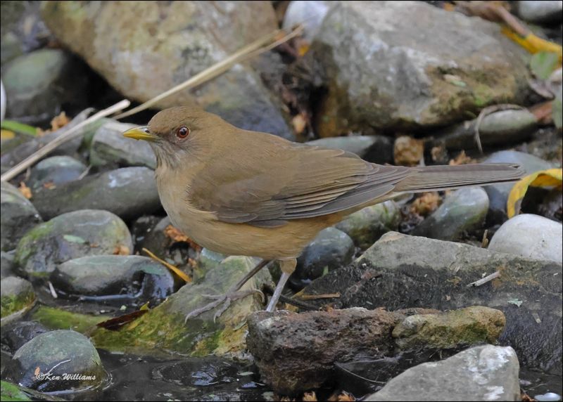 Clay-colored Thrush, Estero Llano Grande SP, TX, 1-9-2024_9545Dz.jpg