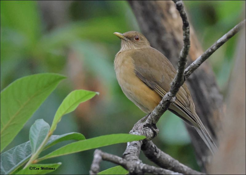 Clay-colored Thrush, Estero Llano Grande SP, TX, 1-9-2024_9645Dz.jpg