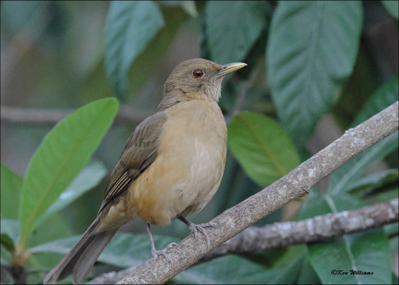 Clay-colored Thrush, Estero Llano Grande SP, TX, 1-9-2024_9681Dz.jpg
