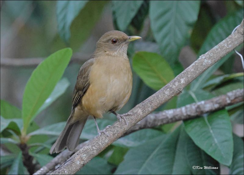 Clay-colored Thrush, Estero Llano Grande SP, TX, 1-9-2024_9704Dz.jpg