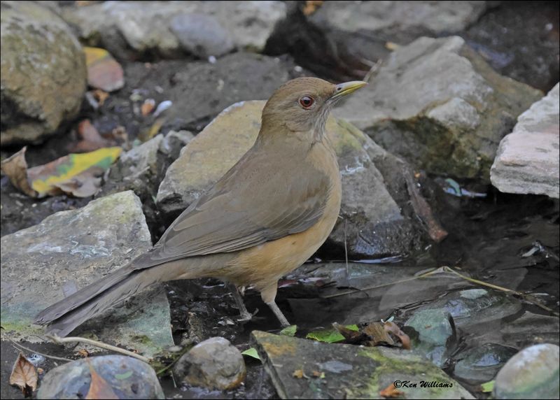 Clay-colored Thrush, Estero Llano Grande SP, TX, 1-9-2024_9758Dz.jpg
