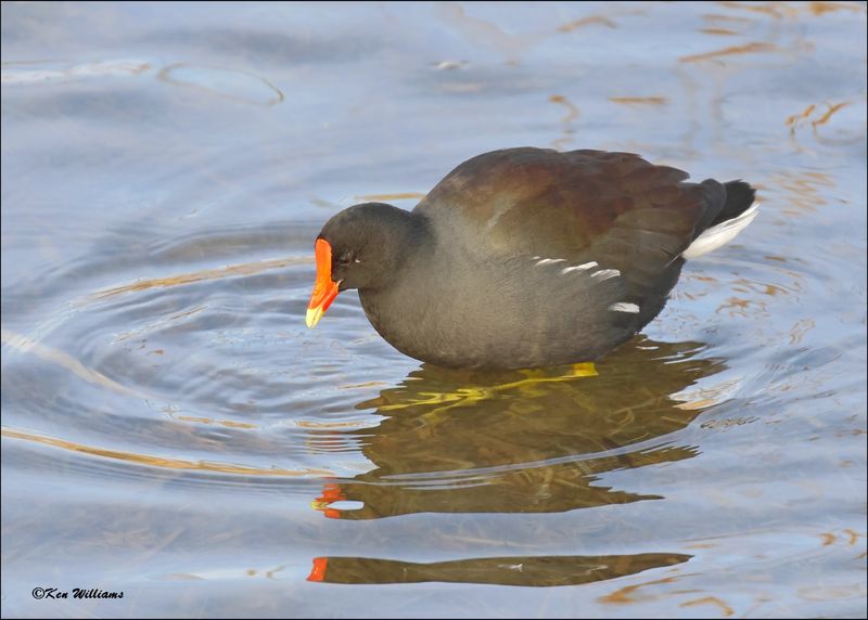 Common Gallinule, Port Aransas, TX, 1-16-2024_0056Dz.jpg