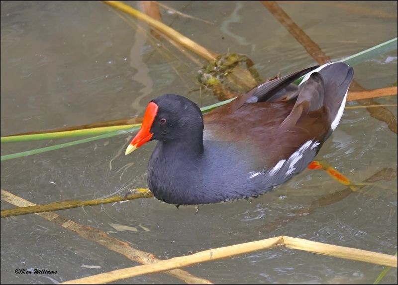 Common Gallinule, S. Padre Island, TX, 1-13-2024_4257Dz.jpg