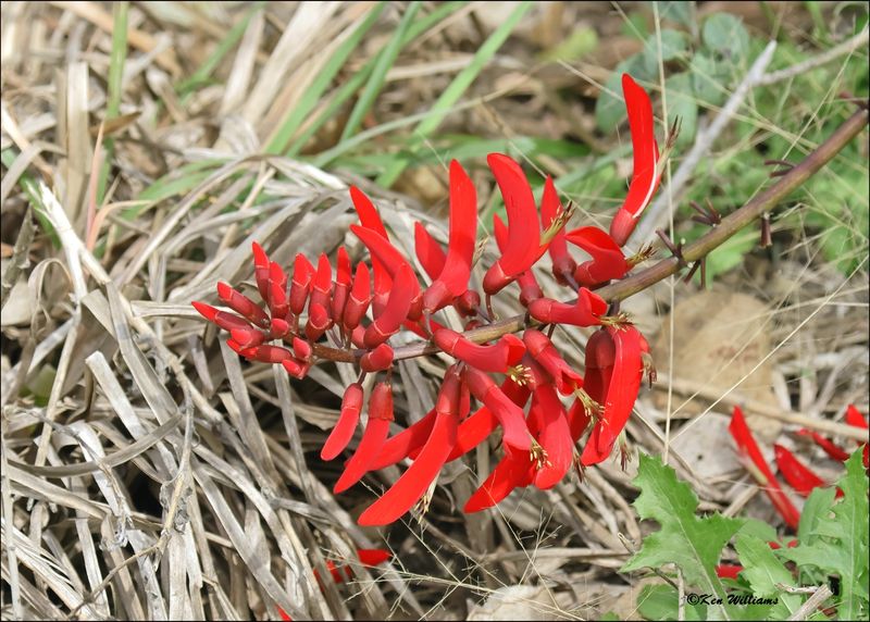 Coral Bean, Laguna Vista, TX, 1-12-2024_1167Dz.jpg