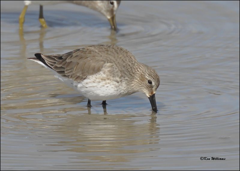 Dunlin, Port Lavaca, TX, 1-17-2024_1160Dz.jpg