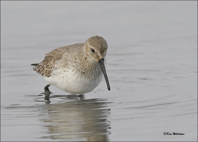 Dunlin, S. Padre Island, TX, 1-13-2024_IMG_2612D-z.jpg
