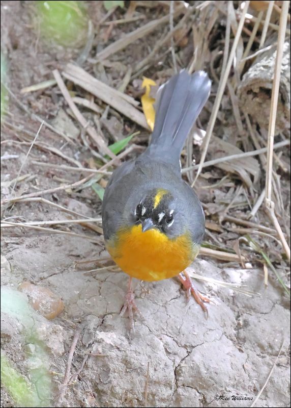 Fan-tailed Warbler