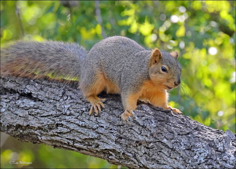 Fox Squirrel, Grande SP, TX, 1-9-2024_8644Dz.jpg