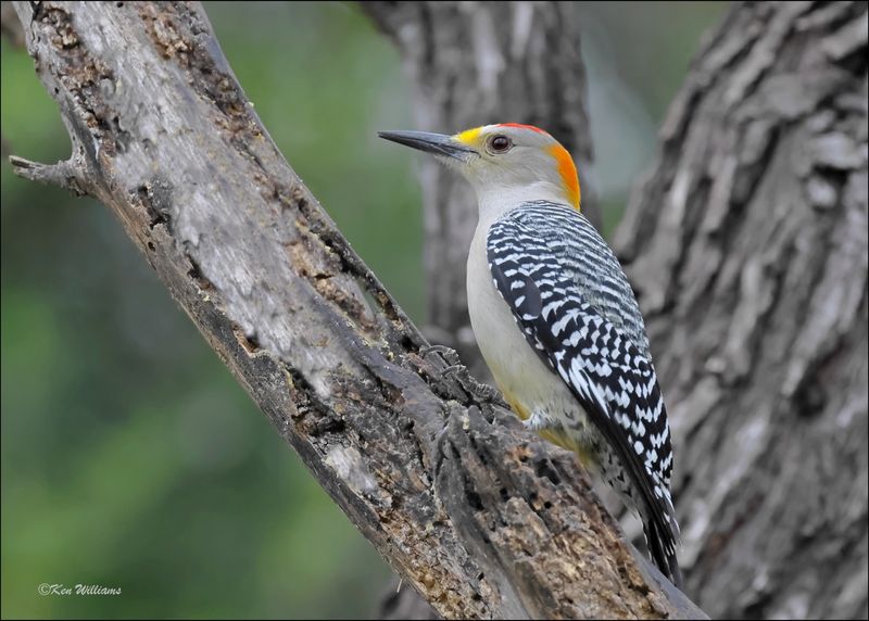 Golden-fronted Woodpecker male, Salineno, TX, 1-15-2024_8856Dz.jpg