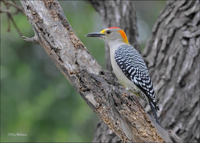 Golden-fronted Woodpecker male, Salineno, TX, 1-15-2024_8859Dz.jpg