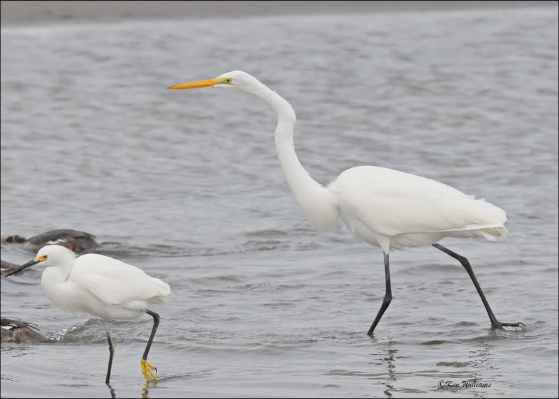 Great Egret & Snowy Egret, S. Padre Island, TX, 1-13-2024_2296Dz.jpg