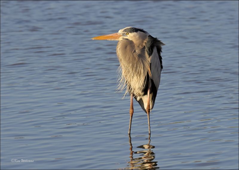 Great Blue Heron, S. Padre Island, TX, 1-13-2024_6307Dz.jpg