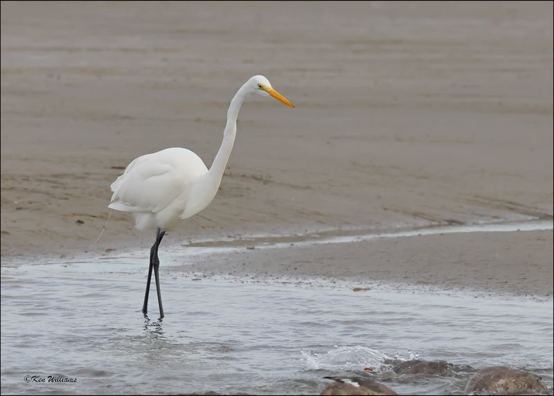 Great Egret, S. Padre Island, TX, 1-13-2024_2276Dz.jpg