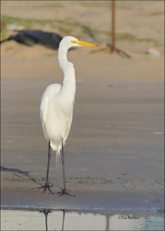 Great Egret, S. Padre Island, TX, 1-14-2024_7379Dz.jpg