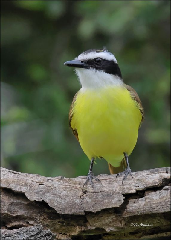 Great Kiskadee, Salineno, TX, 1-15-2024_8792Dz.jpg