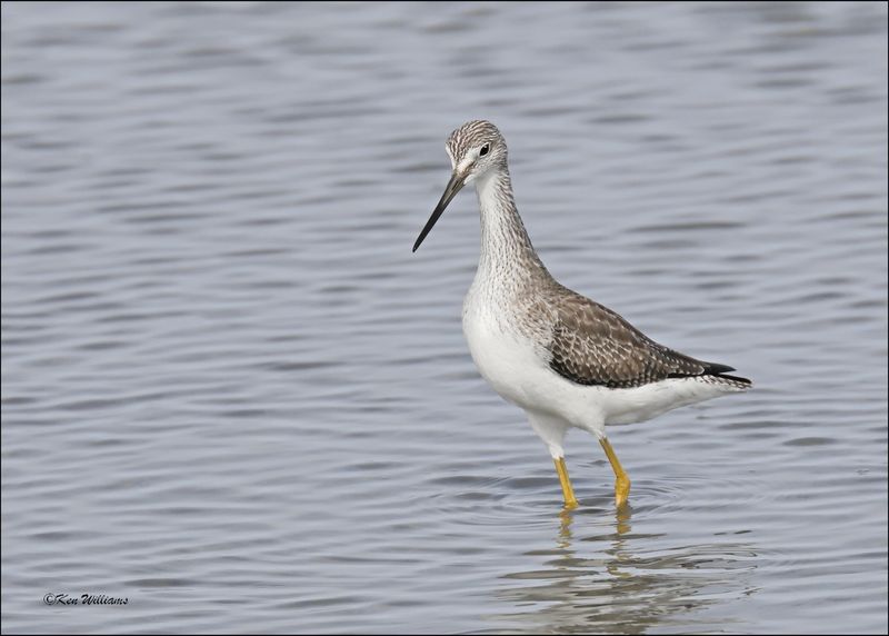 Greater Yellowlegs, S. Padre Island, TX, 1-13-2024_3573Dz.jpg