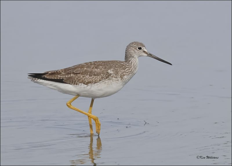 Greater Yellowlegs, S. Padre Island, TX, 1-13-2024_3903Dz.jpg