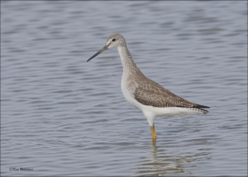 Greater Yellowlegs, S. Padre Island, TX, 1-13-2024__3570Dz.jpg