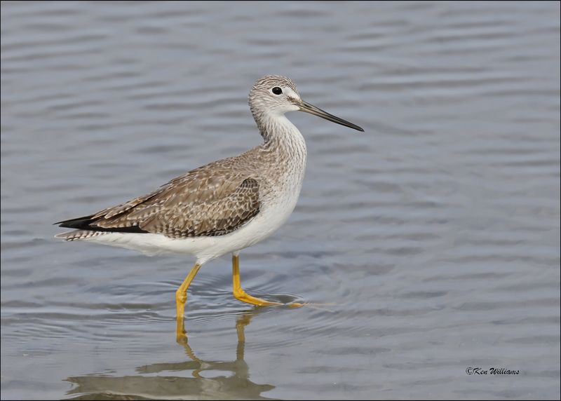 Greater Yellowlegs, S. Padre Island, TX, 1-13-2024_3584Dz.jpg