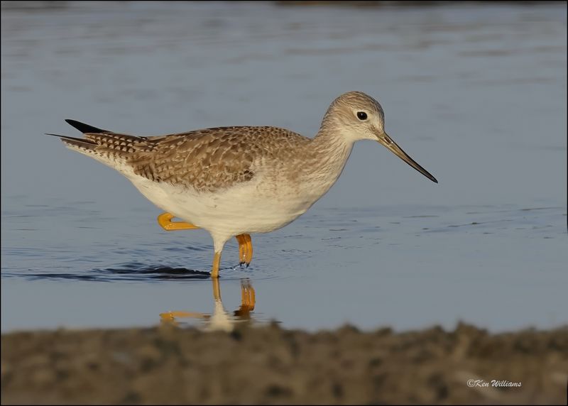 Greater Yellowlegs, S. Padre Island, TX, 1-14-2024_IMG_7527Dz.jpg